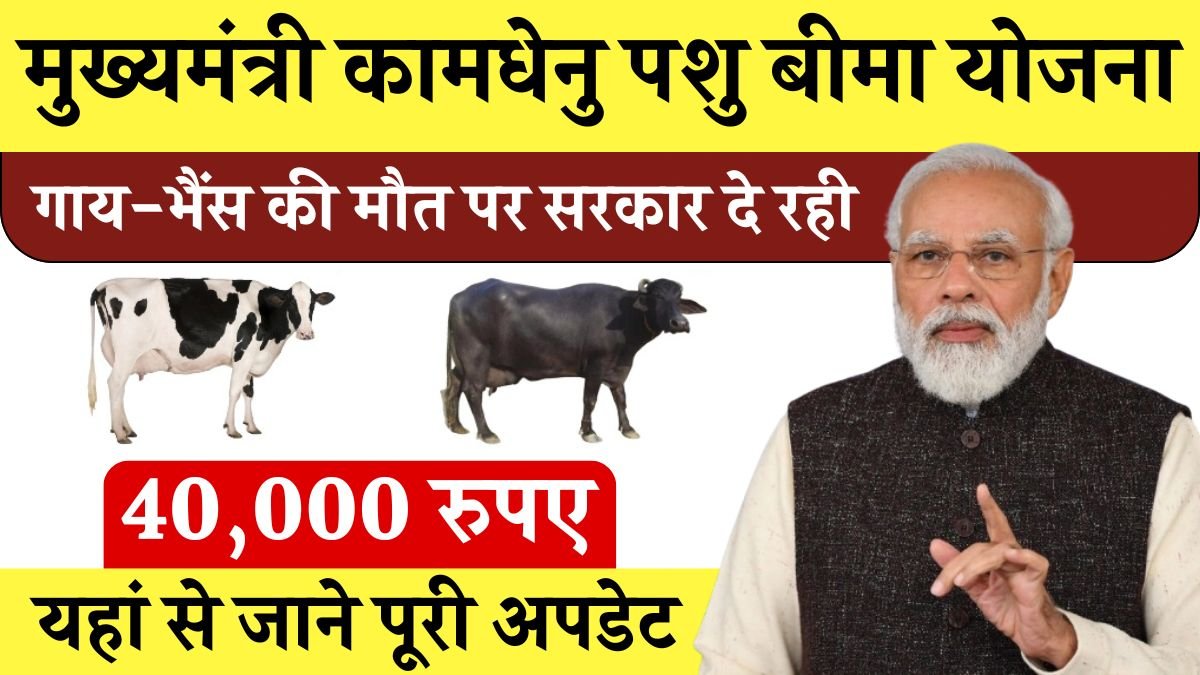 mukhyamantri kamdhenu pashu bima yojana